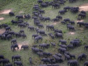 Elephants in Garamba National Park, DRC. Credit: Nuria Ortega
