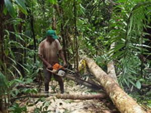 Aprovechamiento en Bosque Natural. Chocó, Colombia.