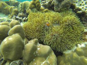 Marine Protected Area, Thailand. Photo ⓒ Rocio Suarez-Jimenez