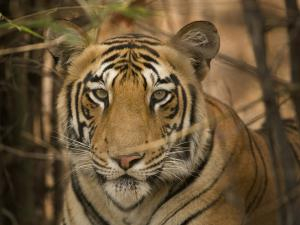 Asian tiger (photo: Kalyan Varma)
