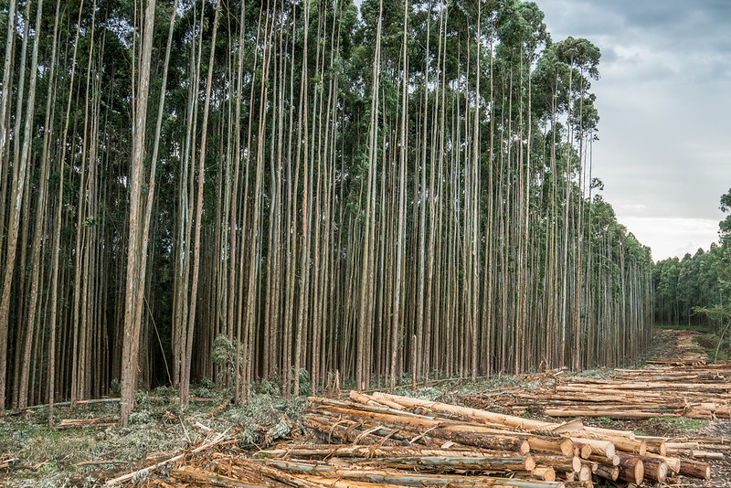 Patrick Shepherd/CIFOR