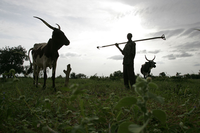 Cattle in Kenya