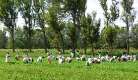 Bean harvesting in Cameroon