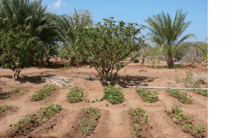 Garden at Douda, Djibouti City (c) Catherine Paul