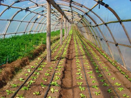 organic green house