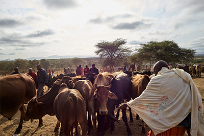 kenya masai herd