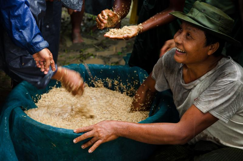 A Burmese farmer sorts his rice seed using the salt-water-selection technique in Pyapon, Myanmar, during training by Proximity Designs.