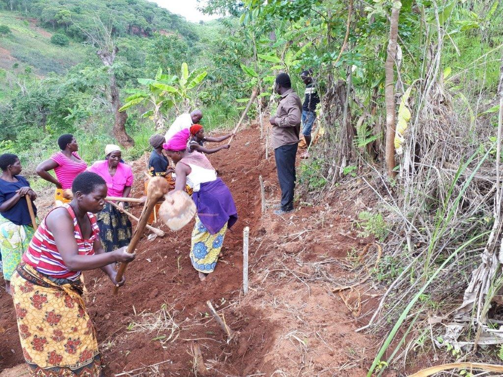 Farmers engaged in crop management in a tomato field on recently developed terraces