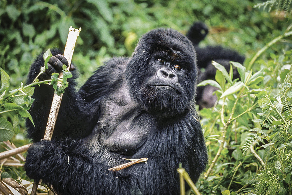 The Virunga National Park in DRC is home to the critically endangered mountain gorillas