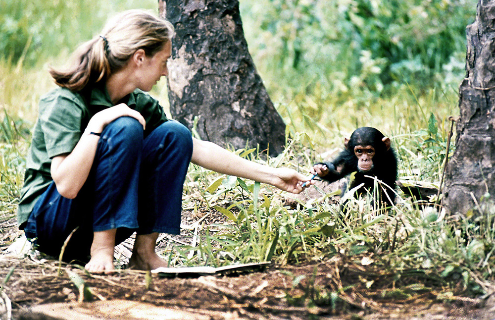 Young Jane Goodall with baby chimpanzee Flint at Gombe Stream Reasearch Center in Tanzania