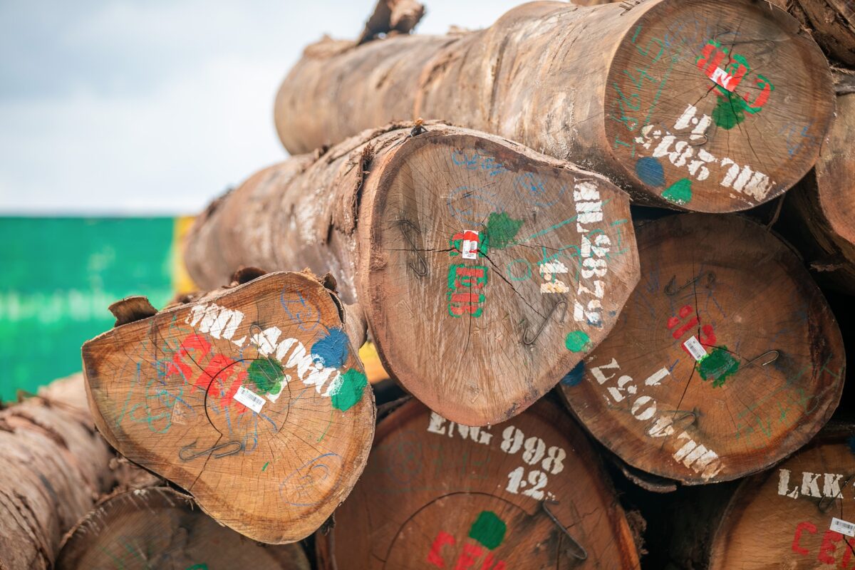 Tagged logs awaiting processing at the Nkok SEZ, Gabon ©GSEZ 