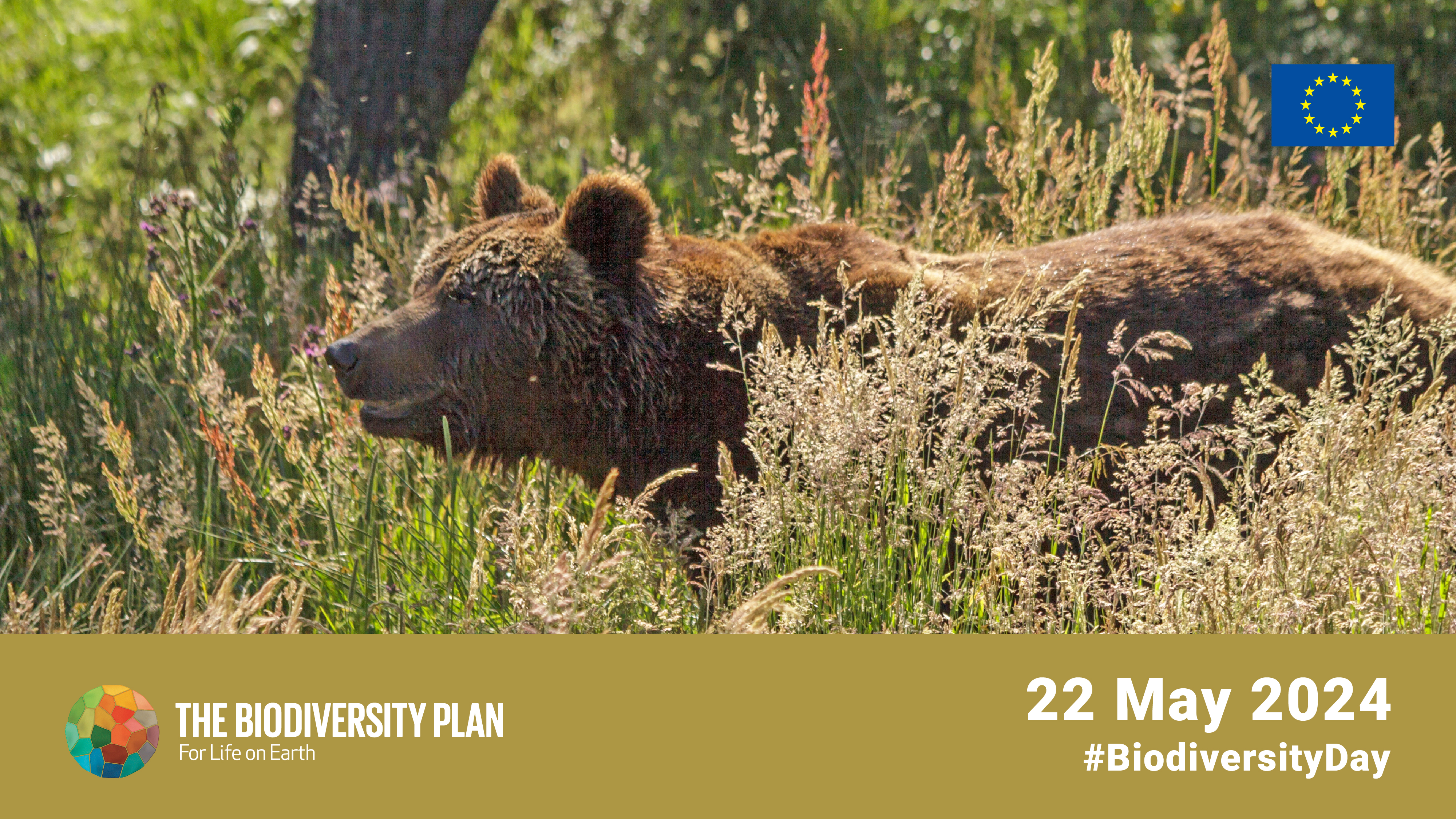 The Biodiversity Plan