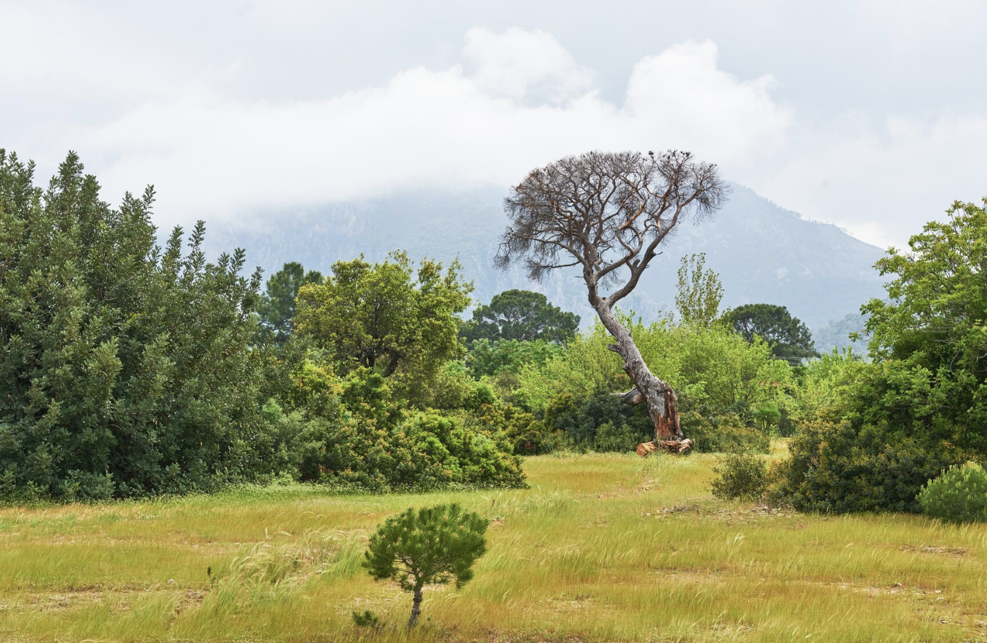 tanzania