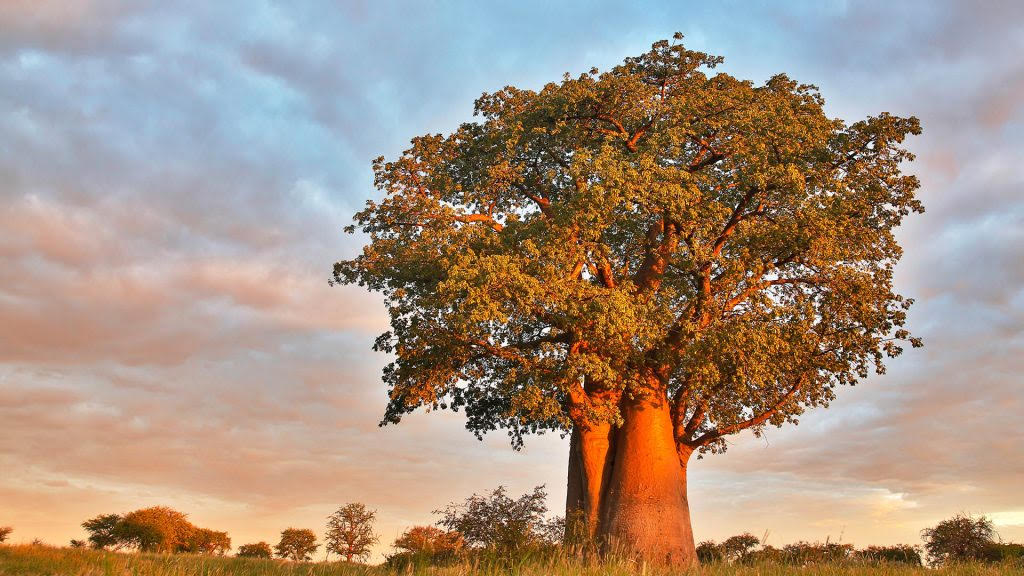 A baobab tree (Adansonia digitata) in Botswana - Windows Spotlight Images © 2025 - 2.jpg