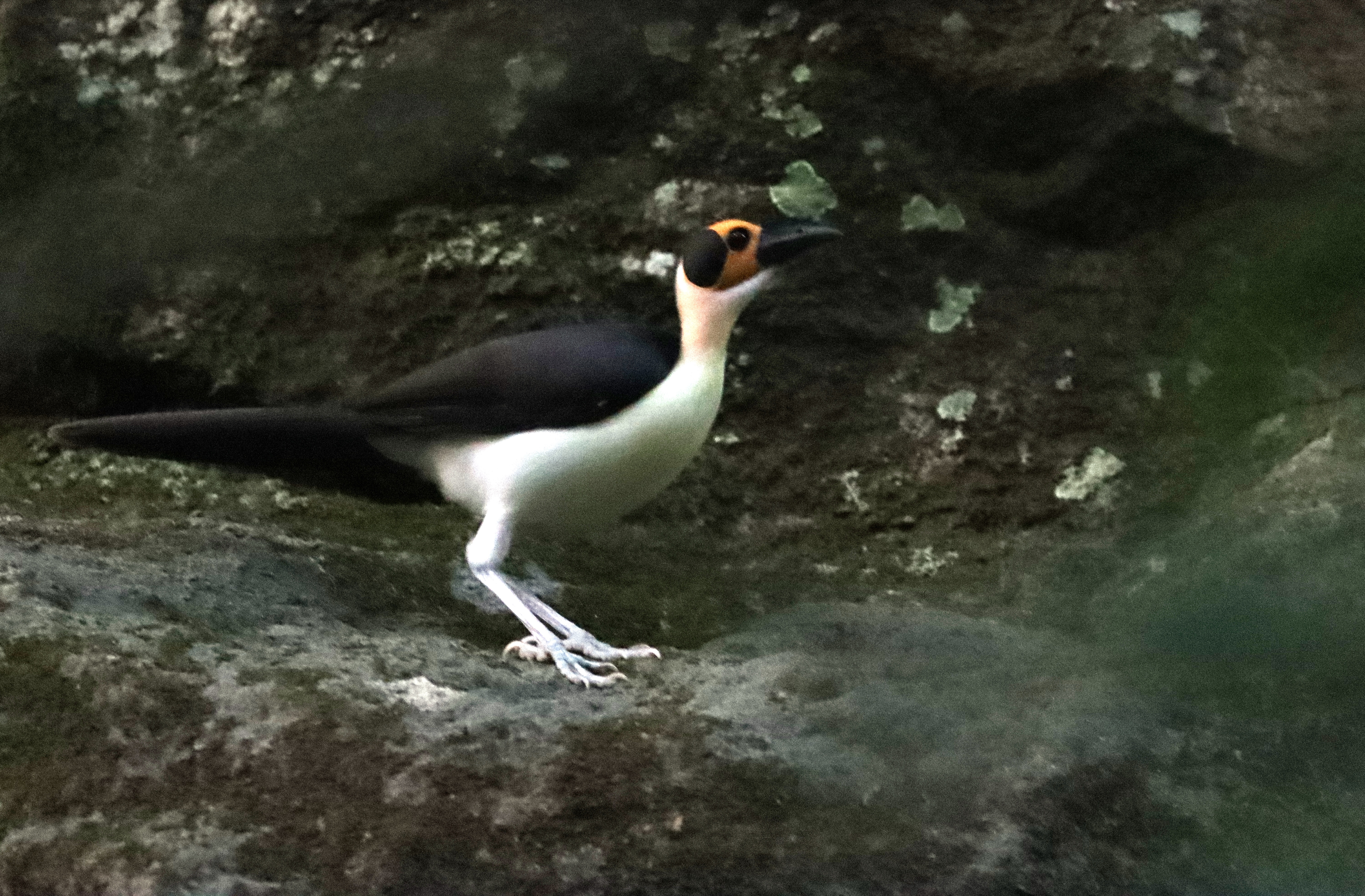 The white-necked rockfowl, or picathartes (Picathartes gymnocephalus). image (c) M. Languy