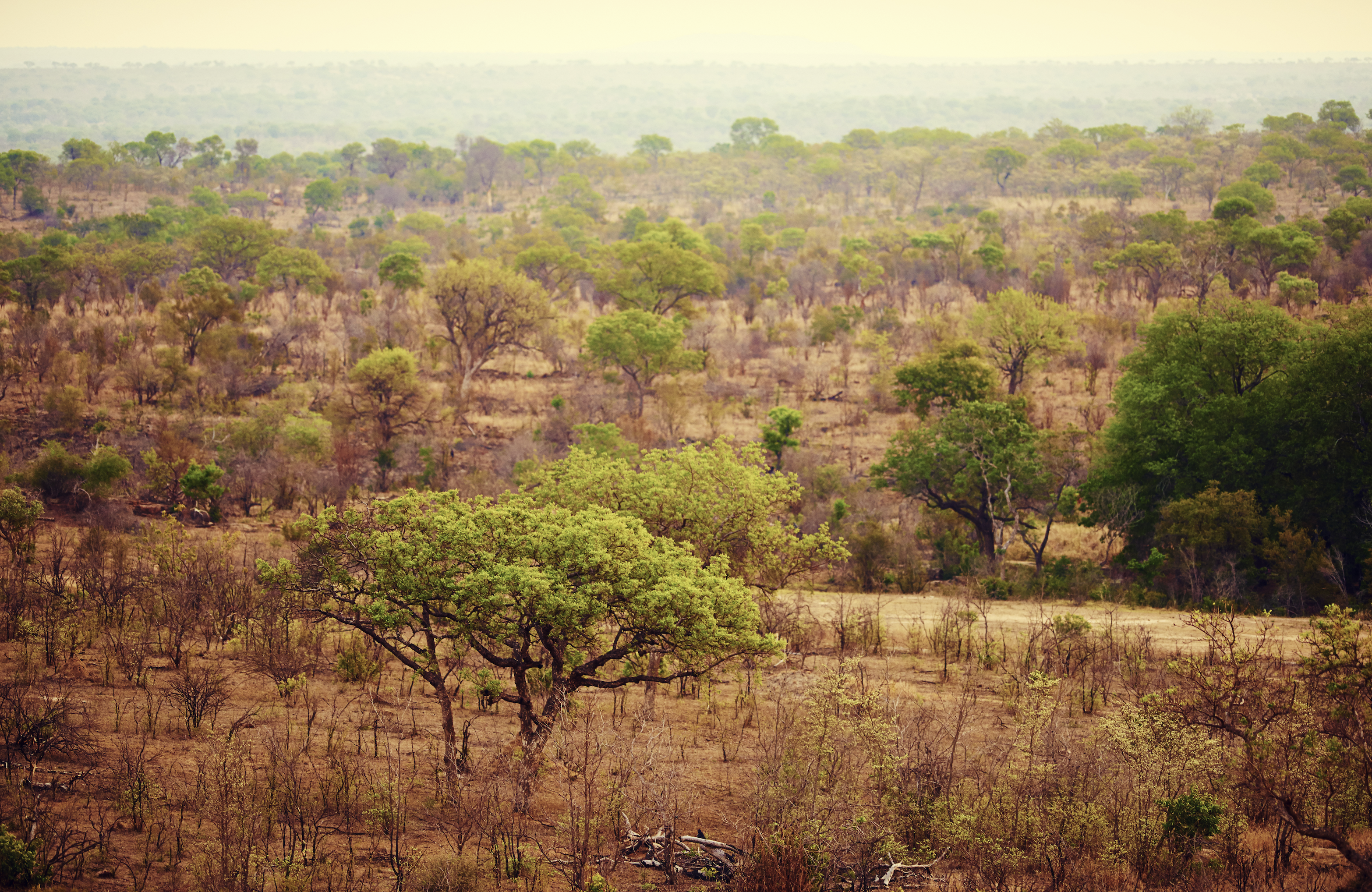 Landscape in Uganda