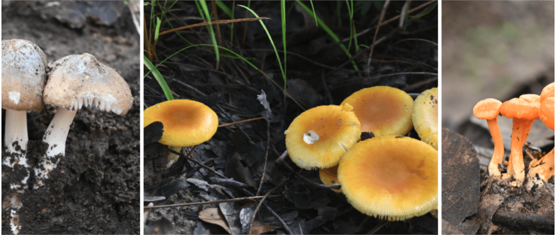 mushrooms