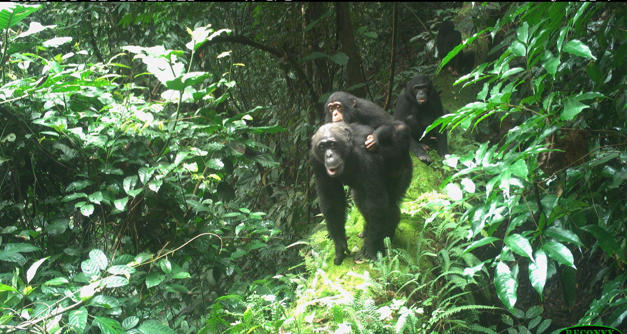 Nigeria-Cameroon chimpanzee mother and young, Mbe mountains, Nigeria