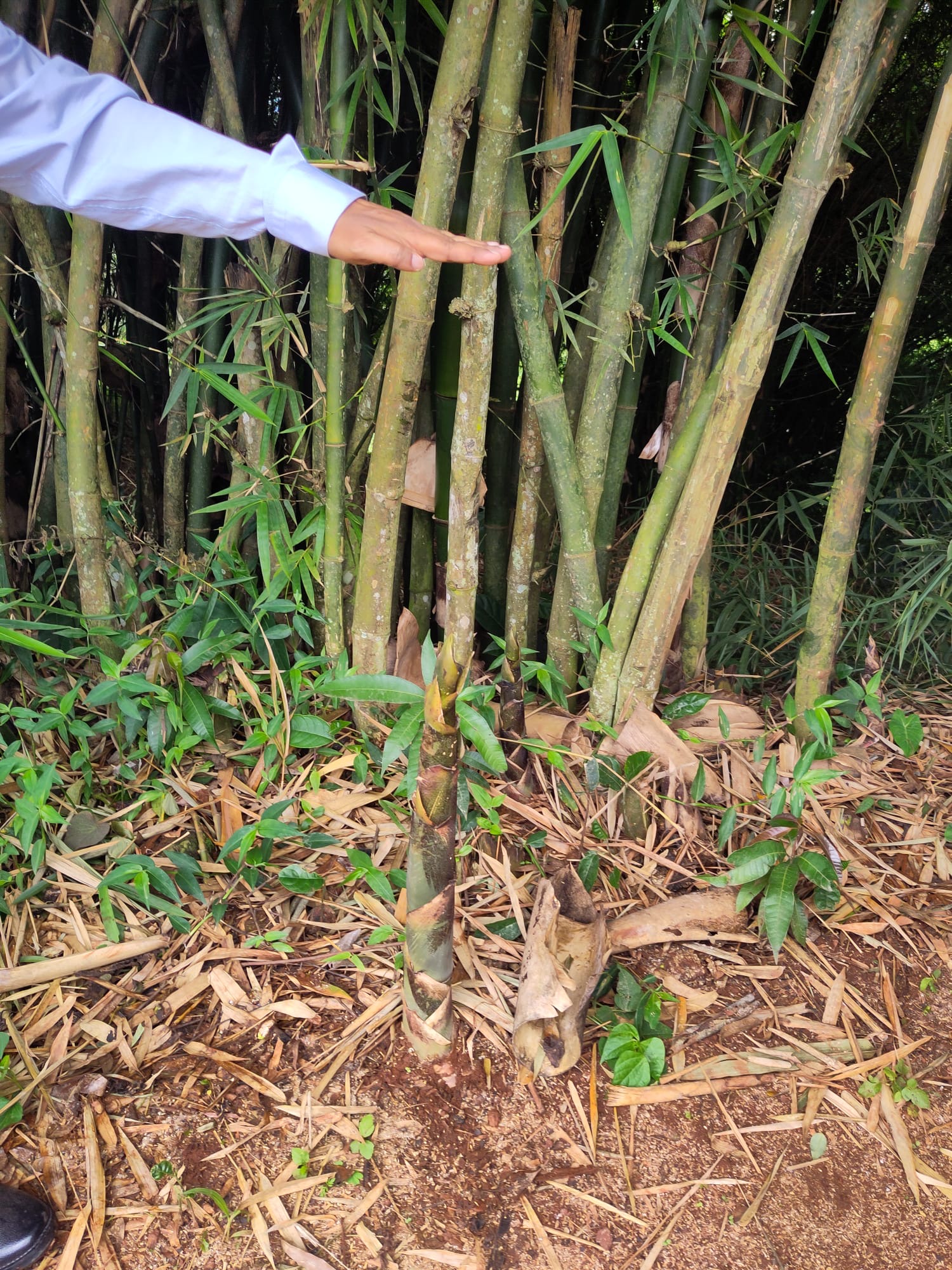 uganda bamboo