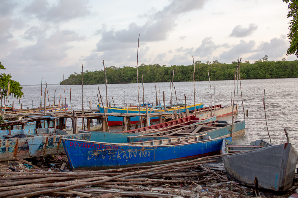 Mangrove Biodiversity Monitoring in Suriname | Capacity4dev