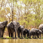 a group of elephants by water
