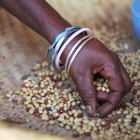 Hand of African woman sorting seeds after harvest 
