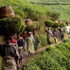 Farmers in Rwanda