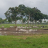 Cattle in Brazil