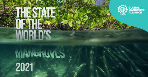 Global Mangroves social assets