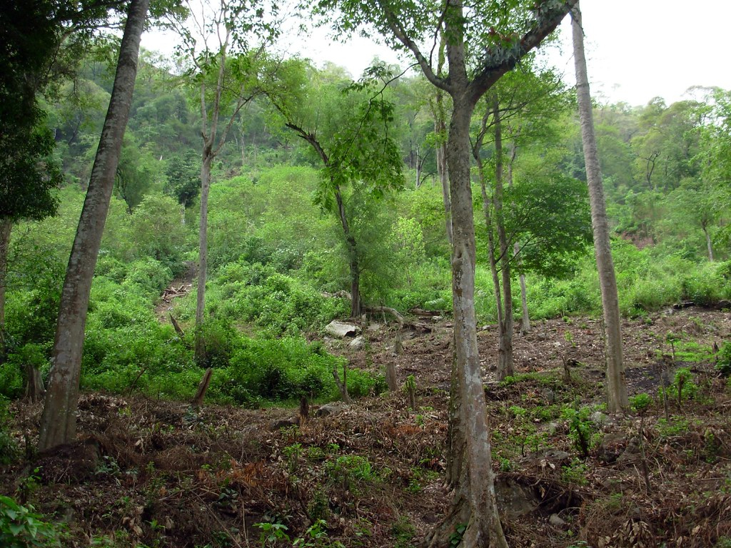 Trees cleared for charcoal production northern Uganda ©Seth GCreative Commons .jpg