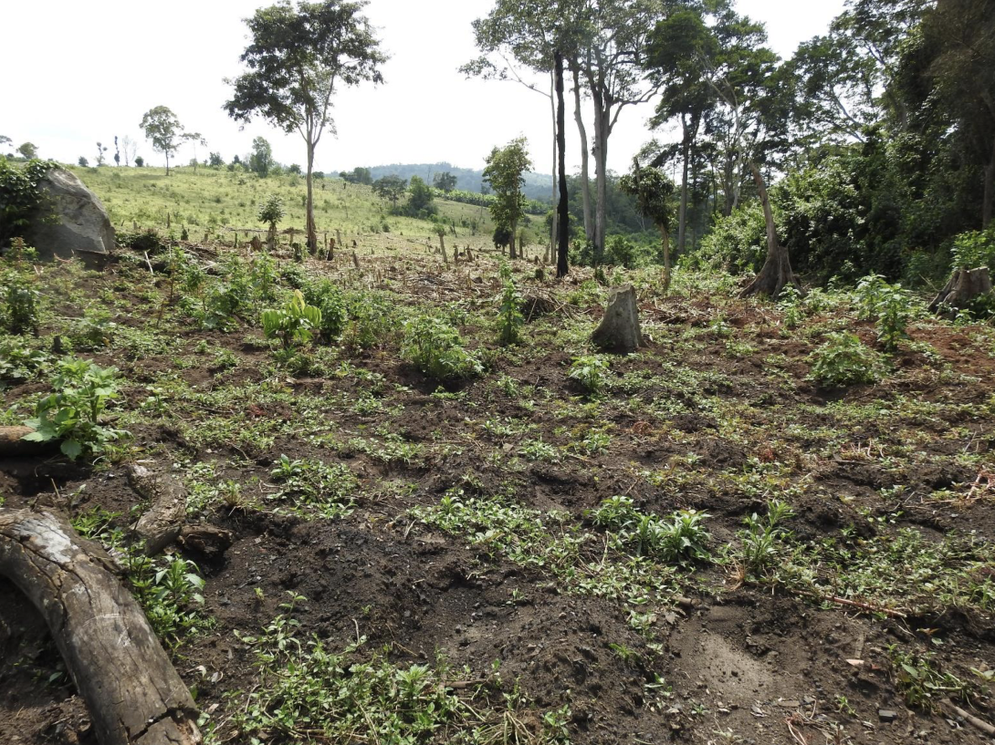 Deforestation in the Matiri central forest reserve Uganda 2 © JESE