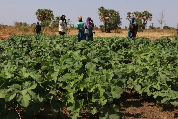 women in field of green vegetable crops