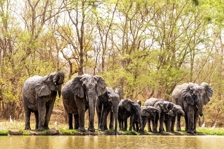 a group of elephants by water