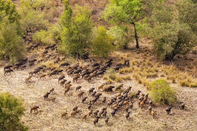 drone image of herd of buffaloes 
