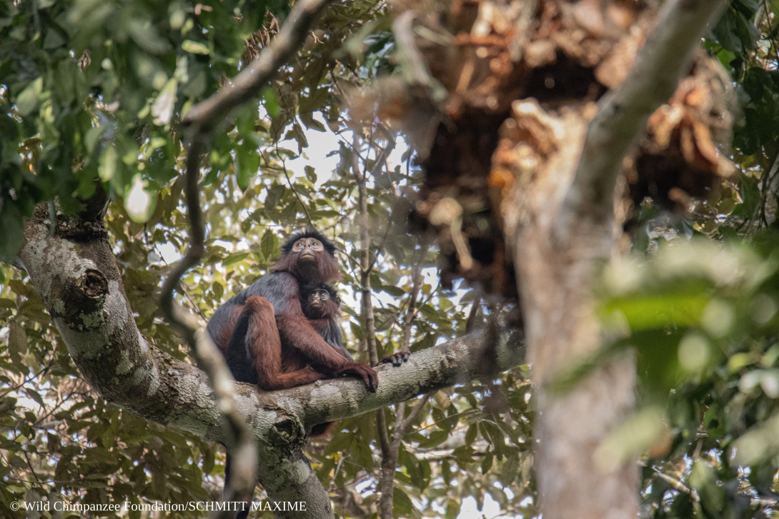 2 western red colobus monkeys in a tree